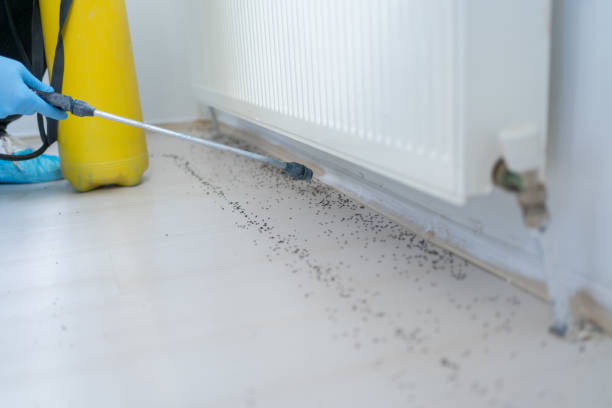 Best Ant Control Services  in Haven, KS
